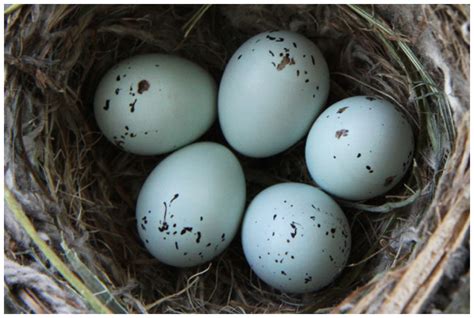 Birds Eggs Identified The Creative Salad