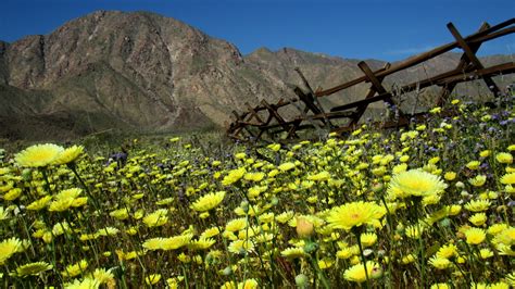 Wildflower Super Bloom Photos Of The Anza Borrego Desert Anza Borrego