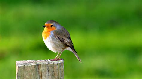 49+ Bird Background Wallpaper on WallpaperSafari