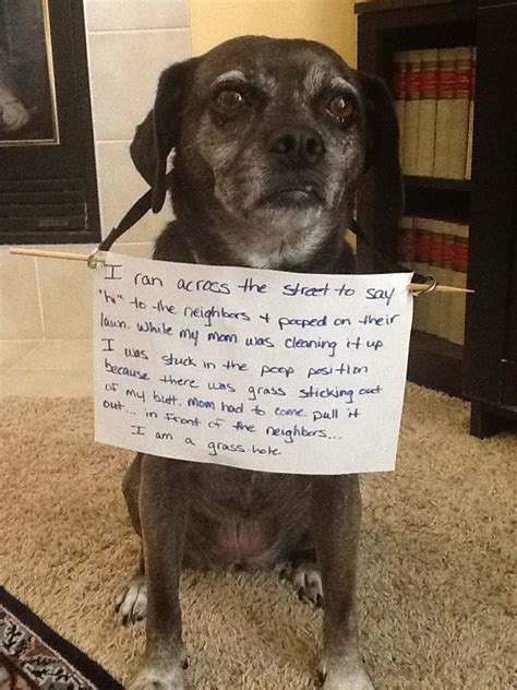 Dog Shamingew Dog Shaming Funny Dog Shaming Cute Funny Dogs
