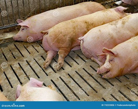 Fat Pigs In A Sty On A Farm Stock Photo Image Of Grunter Pink 73222806