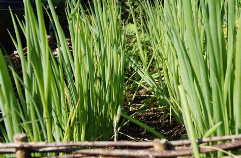 Maybe you would like to learn more about one of these? Frühlingszwiebeln anbauen - Ernte frisch auch im Winter