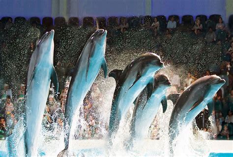 Dubai Dolphinarium Dolphin And Seal Show Dolphin And Seal Show Dubai