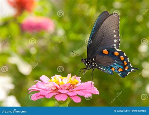 Farfalla Verde Di Swallowtail Che Si Alimenta Su Uno Zinn Dentellare