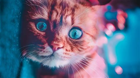 Cat Glowing Eyes Wallpaperhd Animals Wallpapers4k Wallpapersimages