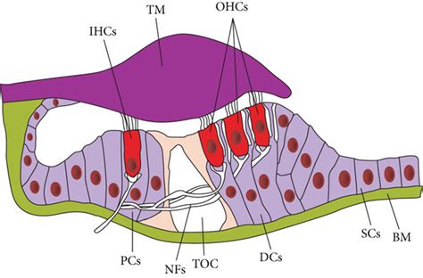 Schematic Of The Adult Mammalian Organ Of Corti Showing The Normal