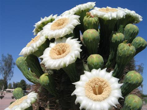 Saguaro Cactus Blossom Hd Wallpapers Free Download Wallpapers Photosz