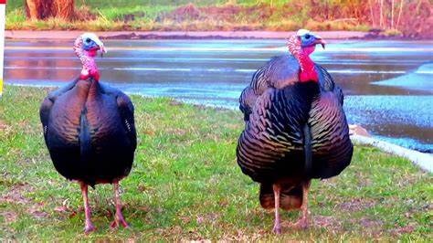 How To Identify Male And Female Wild Turkeys Youtube