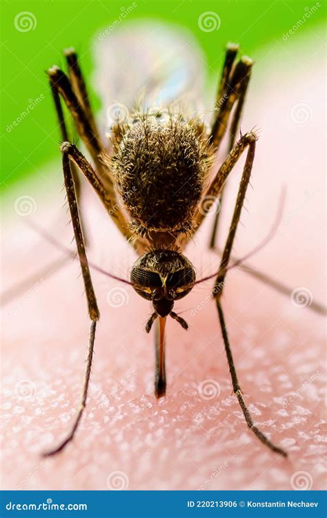 Zika Infected Mosquito Bite On Green Background Leishmaniasis