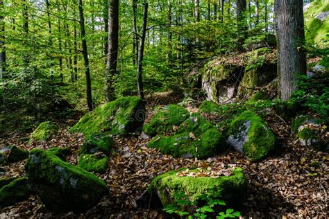 Beautiful Turf Covered Stones Green Moss Magic Forest Stock Photos