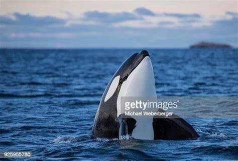 Orca Or Killer Whale Spyhopping Kaldfjorden Norway Photo Getty Images