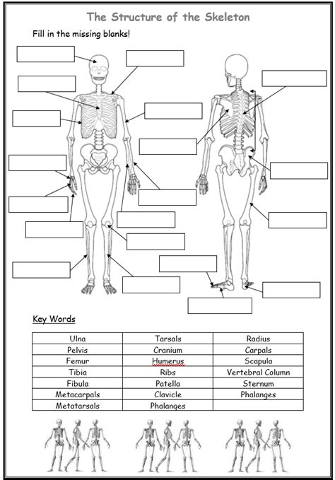 24 Fill In The Blanks In The Skeletal Diagram Wiring Diagram Info