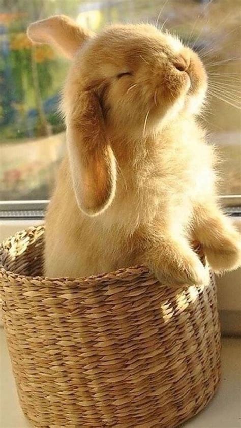 Cute Bunny Pictures Baby Animals Pictures Cute Animals Images Pretty
