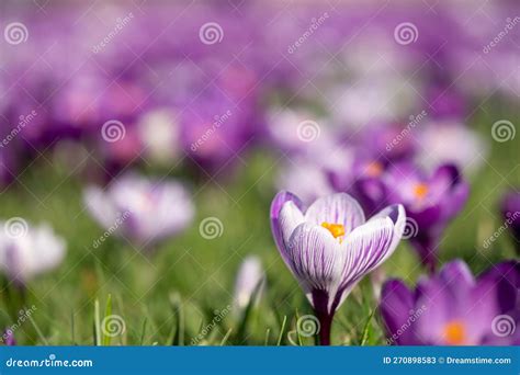 Purple And White Crocuses Photographed In Spring Growing In The Conifer