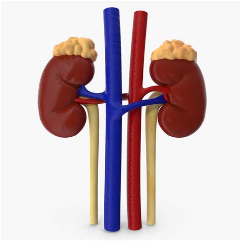 Kidneys 3d Cgtrader