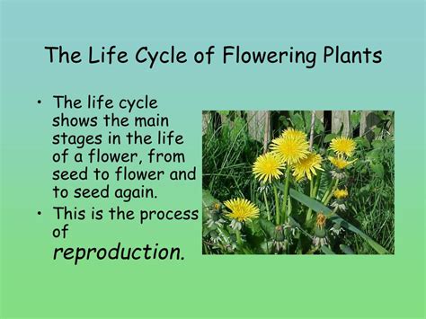Ppt The Life Cycle Of Flowering Plants Powerpoint Presentation Free