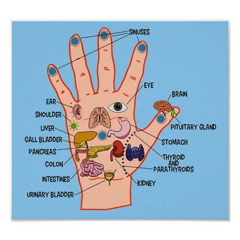 Hand Reflexology 13x12 Poster Size Gender Unisex Age Group Adult Material Value