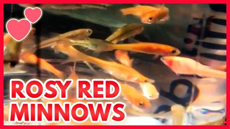 Rosy Red Minnows Feeder Fish To Pond Fish Youtube