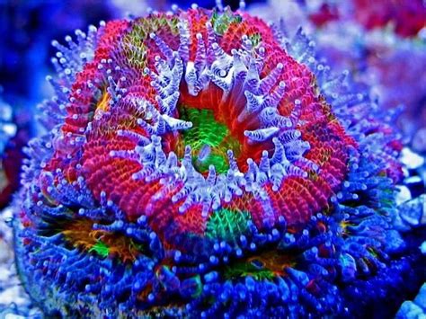 23 Fluorescent Coral Reefs Under Uv Light