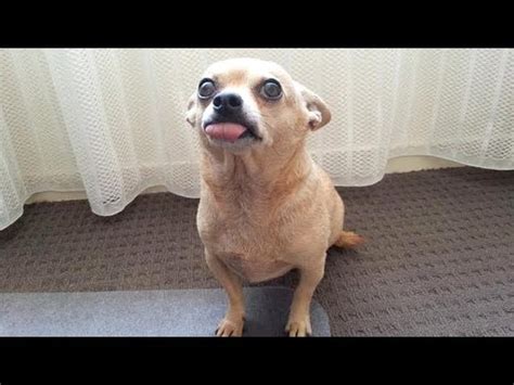 Are Chihuahuas The Funniest Dogs Funny Chihuahua Dog Videos That