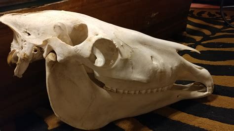 Real Domestic Horse Skull