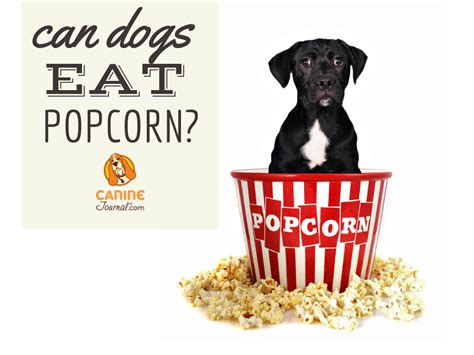 Can Dogs Eat Popcorn Can Dogs Eat Dog Food