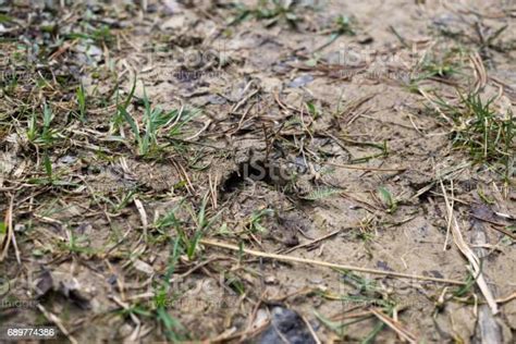 Deer Footprint In The Mud Stock Photo Download Image Now Animal