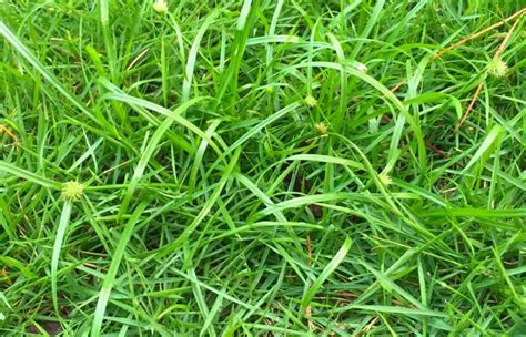 Common Lawn Weeds Nutsedge Canopy Lawn Care