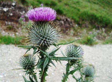 Scottish Thistles Uk Fossil Collecting
