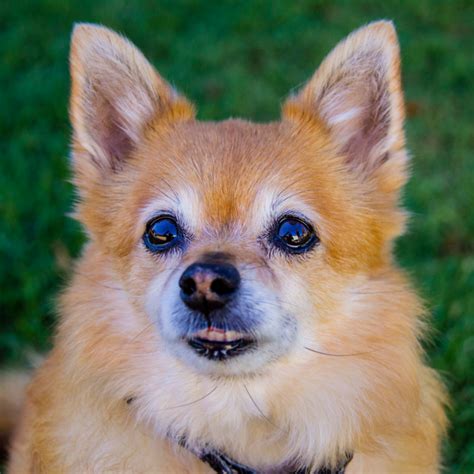 Rosie ~ Pomeranian X Terrier On Trial 1822018 Small Female
