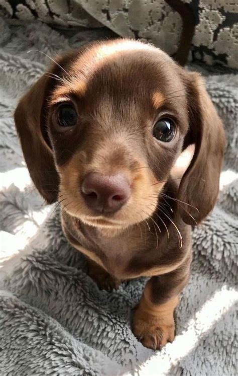 Cute Dachshund Puppy Aww