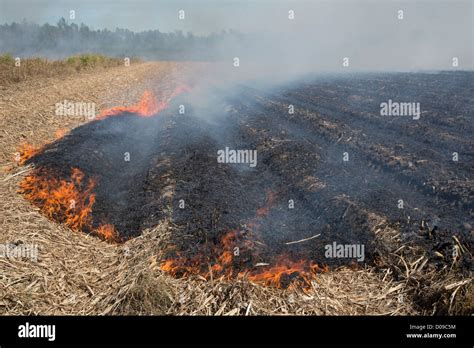 Franklin Louisiana Sugar Cane Fields Being Burned At Harvest Time In