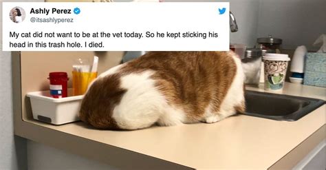 17 Tweets That Prove Cats Are As Weird As They Are Adorable
