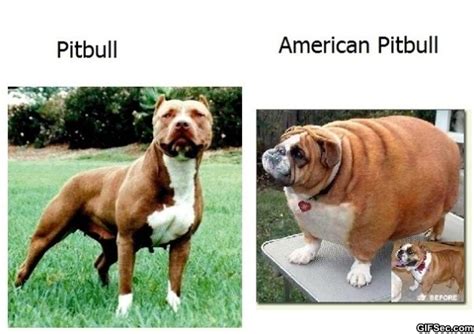 Pitbull Puppy Funny Quotes Quotesgram
