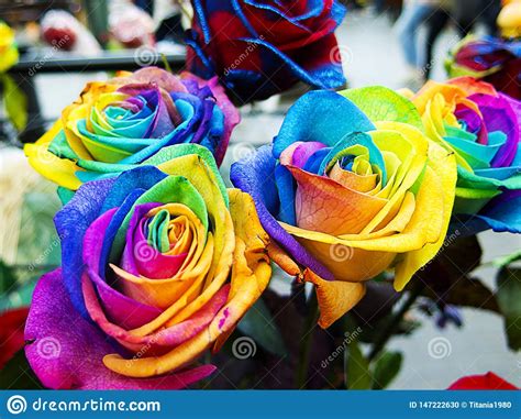 Multicolored And Unique Rainbow Roses Stock Photo Image
