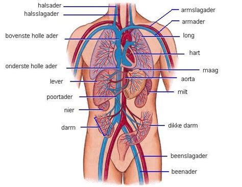 Het Verteringsstelsel Menselijk Lichaam Het Menselijk Lichaam Lichaam