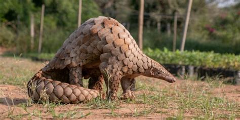 China Removes Pangolin Scales From Traditional Medicinal Ingredient