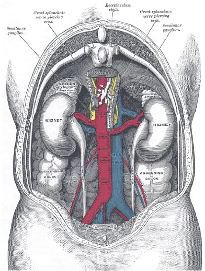 Due to the location of the organ, which is in the upper abdominal area, adjacent to back muscles, pain from kidney stones may be felt. 19.3: Kidneys - Biology LibreTexts