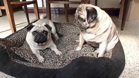 Funny Pug Videos Awesome Pugs Youtube
