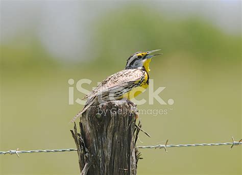 Eastern Meadowlark Stock Photo Royalty Free Freeimages