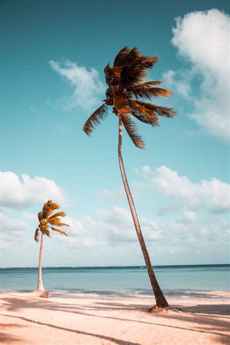 Clean Pictures Download Free Images On Unsplash Palm Tree Pictures