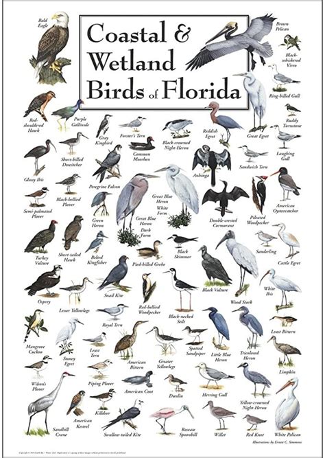 Earth Sky Water Coastal And Wetland Birds Of Florida Poster