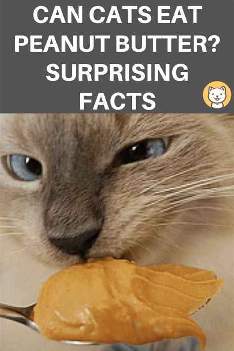 The stuff that makes popcorn taste delicious to us is a different story. Can Cats Eat Peanut Butter? Surprising facts pet parents ...