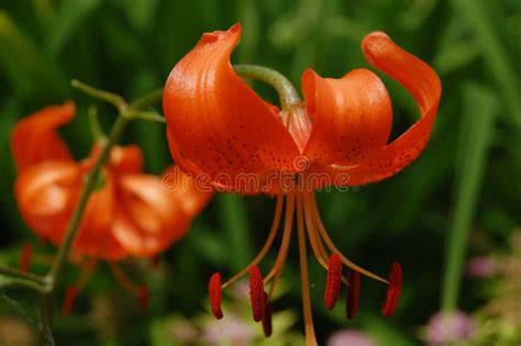 Orange Tiger Lily Flower In Summer Saskatchewan Stock Photo Image Of