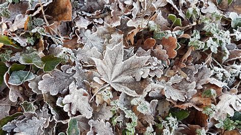 640x1136 Resolution Gray Maple Leaf Cold Ice Winter Leaves Hd