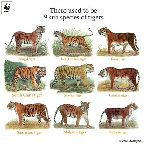9 Subspecies Of Tigers Wwf Malaysia Tiger Species Tiger Facts