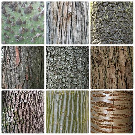 Bark Species Id And Ecology Short Course Natural History Society Of