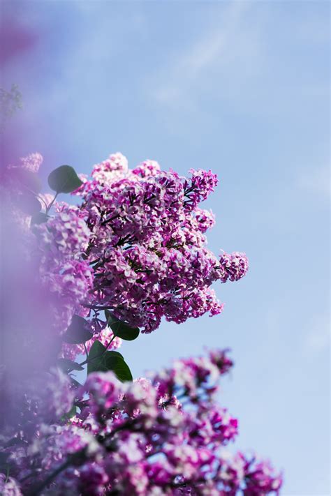 Purple Flowers Under Cloudy Sky During Daytime Photo Free Courtedoux
