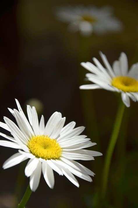Selective Focus Photo Of White Daisies In Bloom · Free Stock Photo