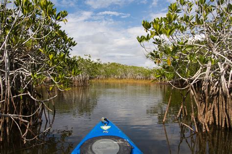 Kayaking The Florida Everglades If You Dare The Washington Post